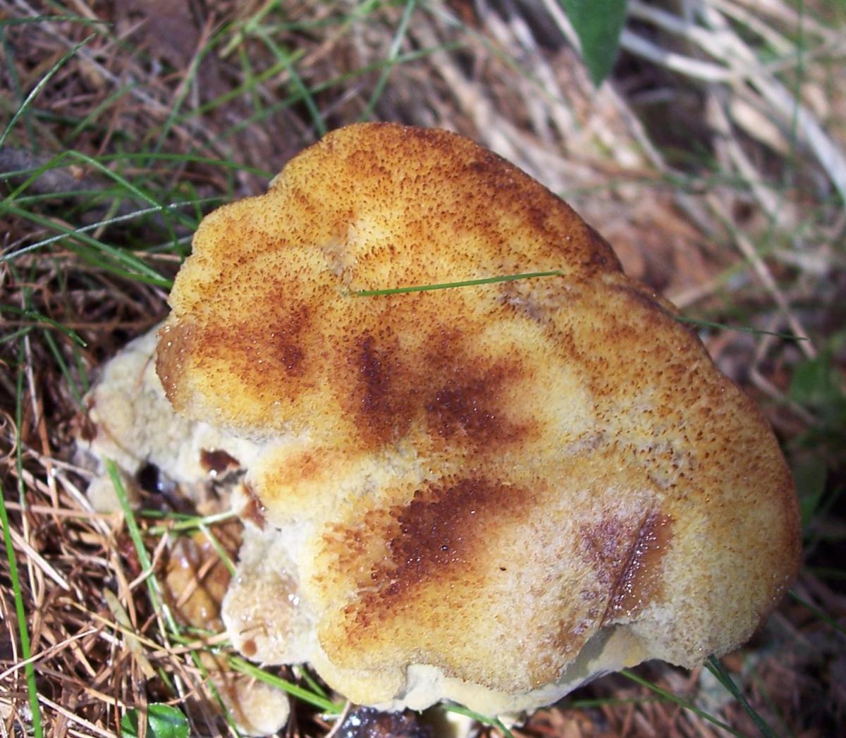 Un bellissimo peloseto ... QUIZ